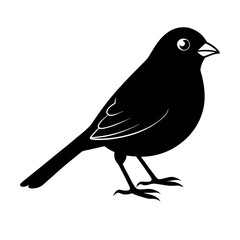 Obraz premium Yellow Eyed Junco Forest Bird Design 