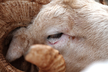 A close-up reveals the textured horn and gentle eye of a sheep. Indonesian Breed