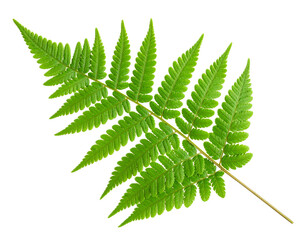 fresh green natural fern leaf isolated on white or transparent png