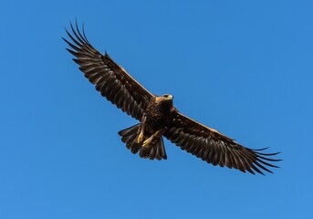 Obraz premium 푸른 하늘 힘차게 날갯짓하는 황금 독수리 자유로운 비행