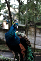 Fototapeta premium A magnificent peacock, showcasing its iridescent blue and green plumage, stands elegantly against a soft-focus backdrop of trees and a concrete wall.