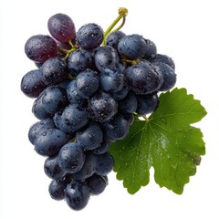 Fresh dark grapes with water droplets and green leaf isolated on white background