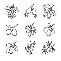 Hedge Berry Icons. Line style icons of Hedge Berry Collection: elderberry, rose hip, hawthorn berry, sloe, barberry, dogwood fruit
