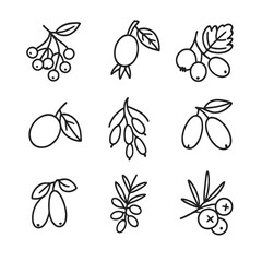 Hedge Berry Icons. Line style icons of Hedge Berry Collection: elderberry, rose hip, hawthorn berry, sloe, barberry, dogwood fruit