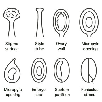 Pistil Anatomy Icons. Outline style icons of Pistil Anatomy Elements: stigma surface, style tube, ovary wall, ovule sac, micropyle