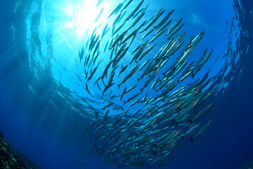 Schooling Fish Under Bright Sunlit Ocean Surface