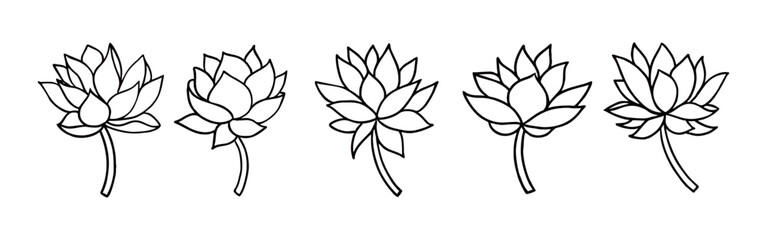 collection of lily flower out...