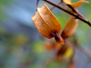 dried leaf attached to a slender branch 