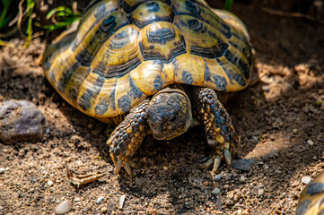 Eine Schildkröte ist gerade aufgestanden und beginnt ihren Tag