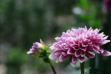 色鮮やかな大輪