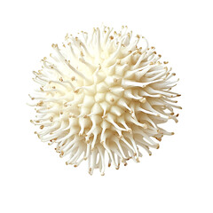 Unique white sea creature coastal zone macro photography natural habitat close-up marine life exploration