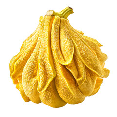 Harvesting unique buddha's hand fruit local market food photography vibrant environment close-up view organic concept