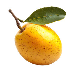 Harvesting fresh sapote fruit tropical orchard photography bright environment close-up view nature's bounty
