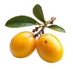 Harvesting fresh yellow loquats tropical fruit orchard close-up photography bright lighting nature concept