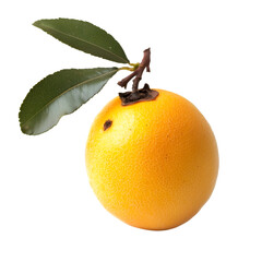 Fresh loquat fruit on branch isolated background food photography studio setting close-up shot healthy eating concept