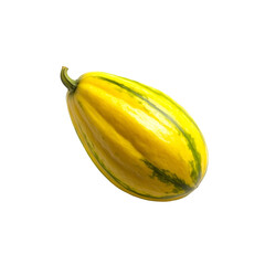 Harvesting fresh yellow squash home garden food photography bright background close-up healthy eating