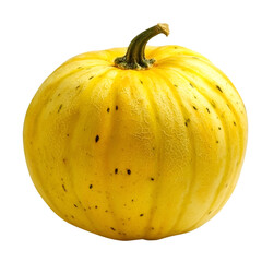 Harvesting fresh yellow squash farm food photography natural setting close-up culinary delight