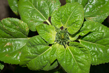 Top view of a young sunflower