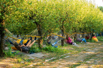 Group of people relaxing in hammocks under green trees on a sunny day. Leisure time and summer vacation concept.
