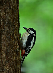 A wild woodpecker sits on a tree in the forest.