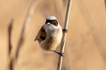 Eurasian Penduline Tit Bird On A Branch