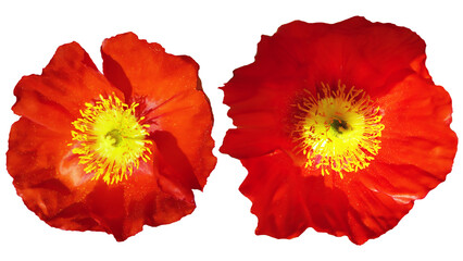 Red Poppy Flowers Isolated with Transparent Background