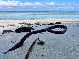 Curved Mangrove Root on Sandy Tropical Beach with Sea View