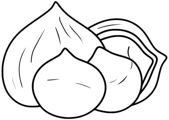 Macadamia Nut Vector Outline Line Art Drawing