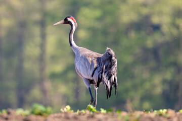 Common Crane On A Blurred Background walking