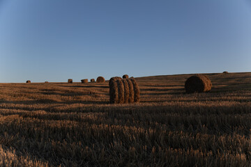 Multiple round hay bales scattered across a harvested field under a clear blue sky, warm sunset...