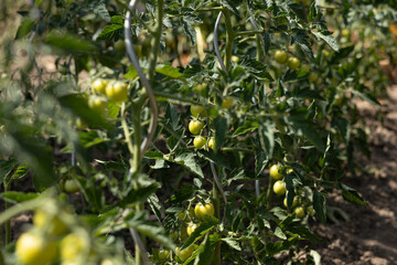 Green tomato plants with unripe yellow tomatoes growing on vines in a sunny garden. Healthy foliage and soil visible.