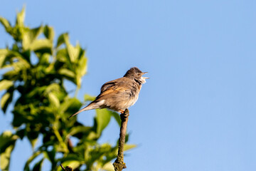Greater Whitethroat Bird In Action On A Tree