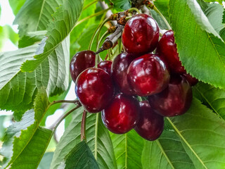 Juicy ripe cherries on a branch in the garden 