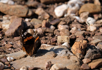 Vanessa atalanta, the red admiral - butterfly in Galicia, Spain