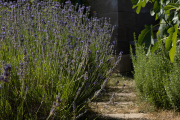 A pathway lined with lavender and herbs. The scene features vibrant purple lavender plants and...