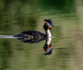 Great Crested Grebe Swims In The Lake