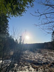 sunrise in the forest