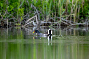 Active Male Eurasian Moorhen Swims In The Lake