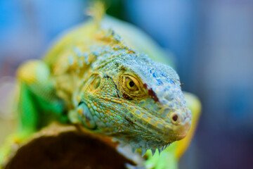 Close-up of green iguana on tree trunk,Avenue Agropolis,Montpellier, Indonesia