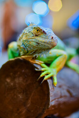 Close-up of green iguana on tree trunk,Avenue Agropolis,Montpellier, Indonesia