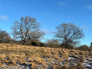 lonely tree in the field