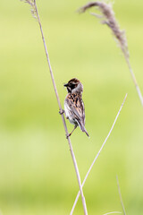 Female Reed Bunting Holds Insects In Beak For Chicks
