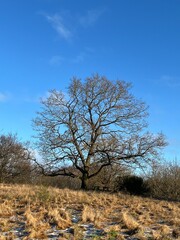 lonely tree in the field