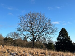 oak tree in autumn
