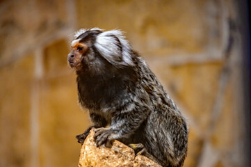Ein Weißbüschelaffe kletterte auf die Spitze des Astes