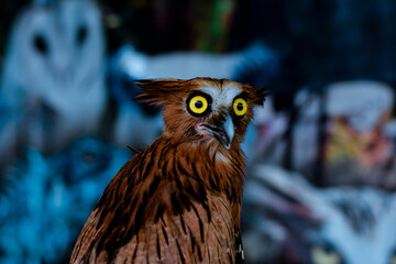 Indonesian Owl Species, Close-Up Owl with Striking Yellow Eyes, Sharp-Eyed Owl in Wildlife Focus