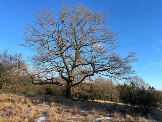 dead tree in winter