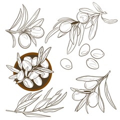 Black and white hand draw illustration olives and branches