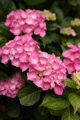 Macro shot of pink hydrangea flowers in a garden