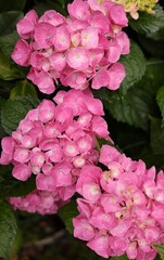 Three large pink hydrangea blooms with water drops on petals, detailed macro garden photography
